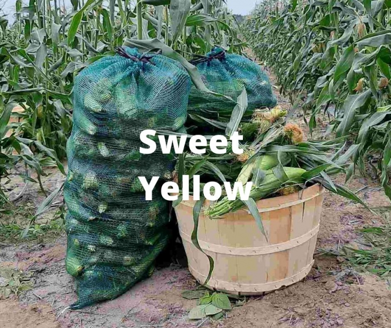 picture of 65 count bag of corn - Sweet Yellow